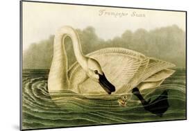 Trumpeter Swan-John James Audubon-Mounted Art Print