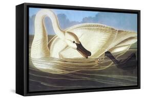 Trumpeter Swan-John James Audubon-Framed Stretched Canvas