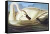 Trumpeter Swan-John James Audubon-Framed Stretched Canvas