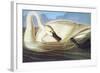 Trumpeter Swan-John James Audubon-Framed Art Print