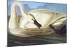 Trumpeter Swan-John James Audubon-Mounted Art Print