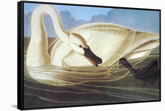 Trumpeter Swan-John James Audubon-Framed Stretched Canvas