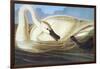 Trumpeter Swan-John James Audubon-Framed Art Print