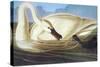 Trumpeter Swan-John James Audubon-Stretched Canvas