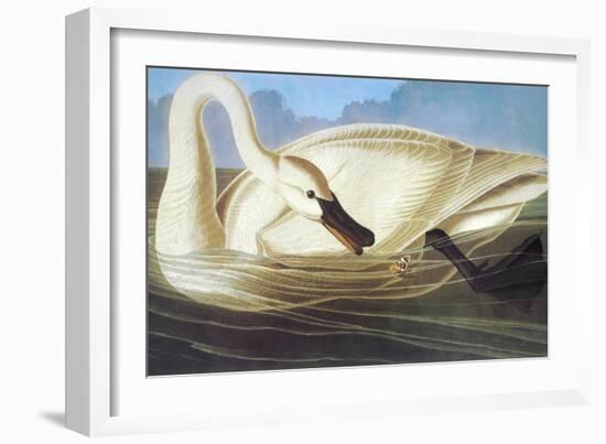 Trumpeter Swan-John James Audubon-Framed Art Print