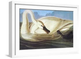 Trumpeter Swan-John James Audubon-Framed Art Print