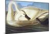 Trumpeter Swan-John James Audubon-Mounted Art Print