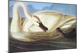 Trumpeter Swan-John James Audubon-Mounted Art Print