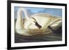 Trumpeter Swan-John James Audubon-Framed Premium Giclee Print