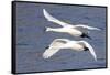 Trumpeter Swans (Cygnus Buccinator) in Low Flight over Mississippi River, Minnesota, USA-Lynn M^ Stone-Framed Stretched Canvas