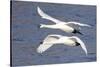 Trumpeter Swans (Cygnus Buccinator) in Low Flight over Mississippi River, Minnesota, USA-Lynn M^ Stone-Stretched Canvas