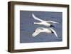 Trumpeter Swans (Cygnus Buccinator) in Low Flight over Mississippi River, Minnesota, USA-Lynn M^ Stone-Framed Photographic Print