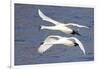 Trumpeter Swans (Cygnus Buccinator) in Low Flight over Mississippi River, Minnesota, USA-Lynn M^ Stone-Framed Photographic Print