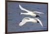 Trumpeter Swans (Cygnus Buccinator) in Low Flight over Mississippi River, Minnesota, USA-Lynn M^ Stone-Framed Photographic Print