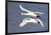 Trumpeter Swans (Cygnus Buccinator) in Low Flight over Mississippi River, Minnesota, USA-Lynn M^ Stone-Framed Photographic Print