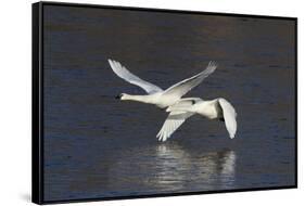 Trumpeter Swans (Cygnus Buccinator)-Lynn M^ Stone-Framed Stretched Canvas