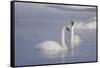 Trumpeter Swans (Cygnus Buccinator)-Lynn M^ Stone-Framed Stretched Canvas