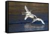 Trumpeter Swans (Cygnus Buccinator)-Lynn M^ Stone-Framed Stretched Canvas