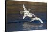 Trumpeter Swans (Cygnus Buccinator)-Lynn M^ Stone-Stretched Canvas