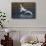 Trumpeter Swans (Cygnus Buccinator)-Lynn M^ Stone-Framed Stretched Canvas displayed on a wall