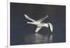 Trumpeter Swans (Cygnus Buccinator)-Lynn M^ Stone-Framed Photographic Print