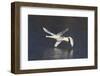 Trumpeter Swans (Cygnus Buccinator)-Lynn M^ Stone-Framed Photographic Print