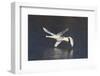 Trumpeter Swans (Cygnus Buccinator)-Lynn M^ Stone-Framed Photographic Print