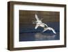 Trumpeter Swans (Cygnus Buccinator)-Lynn M^ Stone-Framed Photographic Print