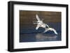 Trumpeter Swans (Cygnus Buccinator)-Lynn M^ Stone-Framed Photographic Print