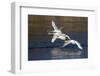 Trumpeter Swans (Cygnus Buccinator)-Lynn M^ Stone-Framed Photographic Print