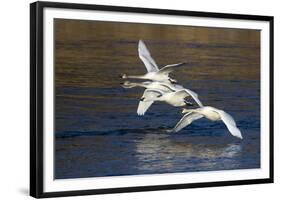 Trumpeter Swans (Cygnus Buccinator)-Lynn M^ Stone-Framed Photographic Print