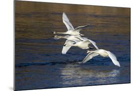 Trumpeter Swans (Cygnus Buccinator)-Lynn M^ Stone-Mounted Photographic Print