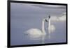 Trumpeter Swans (Cygnus Buccinator)-Lynn M^ Stone-Framed Photographic Print