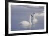 Trumpeter Swans (Cygnus Buccinator)-Lynn M^ Stone-Framed Photographic Print