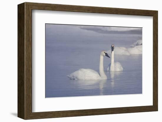 Trumpeter Swans (Cygnus Buccinator)-Lynn M^ Stone-Framed Photographic Print