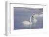 Trumpeter Swans (Cygnus Buccinator)-Lynn M^ Stone-Framed Photographic Print