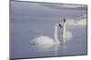 Trumpeter Swans (Cygnus Buccinator)-Lynn M^ Stone-Mounted Photographic Print