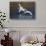 Trumpeter Swans (Cygnus Buccinator)-Lynn M^ Stone-Stretched Canvas displayed on a wall