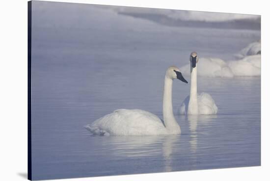 Trumpeter Swans (Cygnus Buccinator)-Lynn M^ Stone-Stretched Canvas