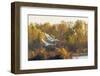 Trumpeter Swans flying Riverlands Migratory Bird Sanctuary, St. Charles County, Missouri-Richard & Susan Day-Framed Photographic Print