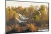 Trumpeter Swans flying Riverlands Migratory Bird Sanctuary, St. Charles County, Missouri-Richard & Susan Day-Mounted Photographic Print