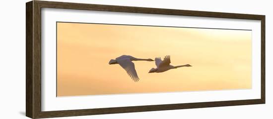 Trumpeter Swans in Flight at Sunset, Riverlands Migratory Bird Sanctuary, West Alton-null-Framed Photographic Print