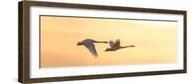 Trumpeter Swans in Flight at Sunset, Riverlands Migratory Bird Sanctuary, West Alton-null-Framed Photographic Print