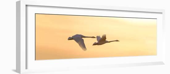 Trumpeter Swans in Flight at Sunset, Riverlands Migratory Bird Sanctuary, West Alton-null-Framed Photographic Print