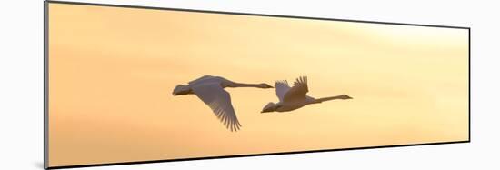 Trumpeter Swans in Flight at Sunset, Riverlands Migratory Bird Sanctuary, West Alton-null-Mounted Photographic Print