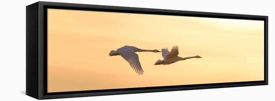 Trumpeter Swans in Flight at Sunset, Riverlands Migratory Bird Sanctuary, West Alton-null-Framed Stretched Canvas