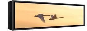 Trumpeter Swans in Flight at Sunset, Riverlands Migratory Bird Sanctuary, West Alton-null-Framed Stretched Canvas
