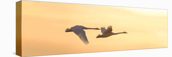 Trumpeter Swans in Flight at Sunset, Riverlands Migratory Bird Sanctuary, West Alton-null-Stretched Canvas