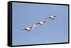 Trumpeter Swans in flight Riverlands Migratory Bird Sanctuary, West Alton, Missouri-Richard & Susan Day-Framed Stretched Canvas