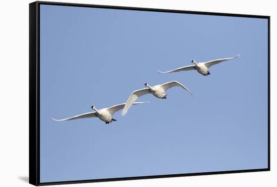 Trumpeter Swans in flight Riverlands Migratory Bird Sanctuary, West Alton, Missouri-Richard & Susan Day-Framed Stretched Canvas